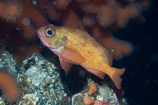 photo of customer project species