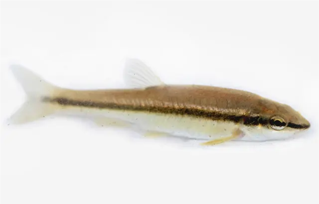 photo of customer project species