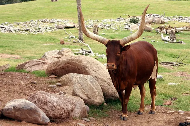 photo of customer project species