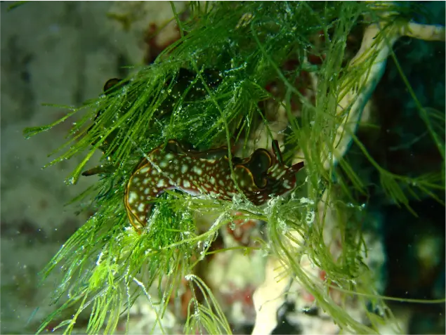 photo of customer project species