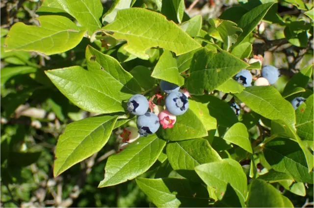 photo of customer project species
